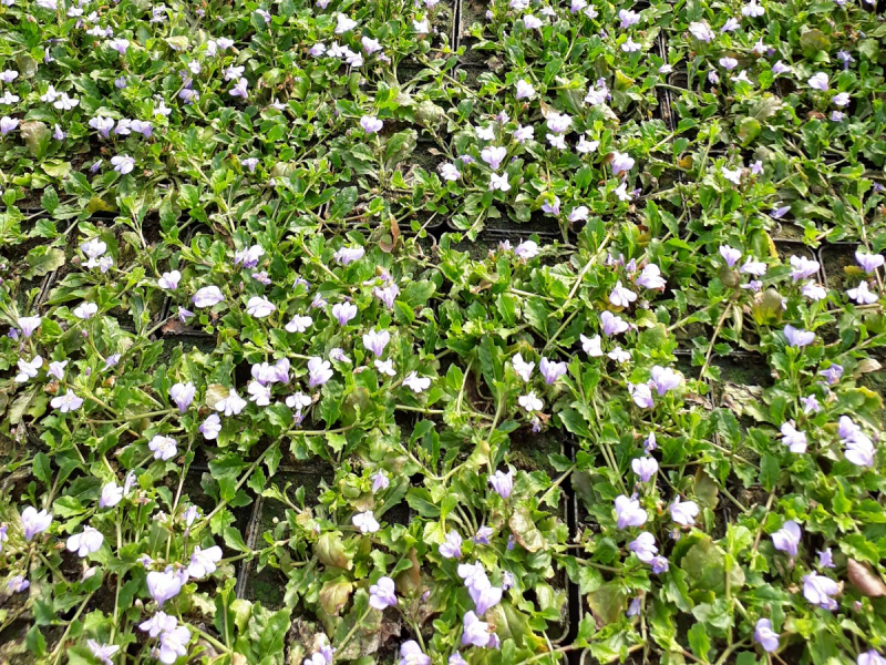 Lippenmäulchen - Mazus reptans